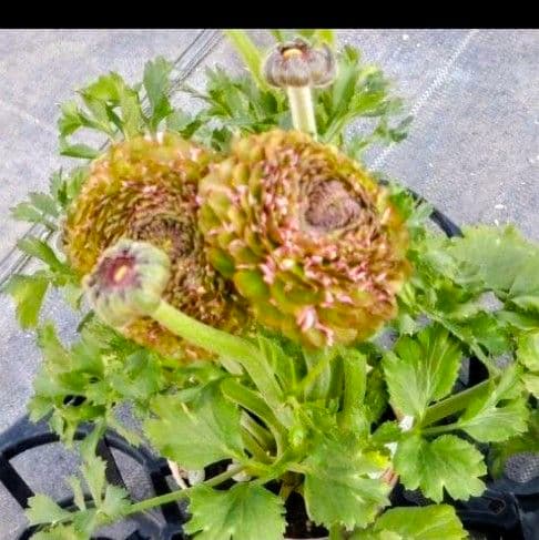 透け感ピンク ラナンキュラス 大苗 ポンポン『ハーマイオニー』１鉢　のまま発送♪