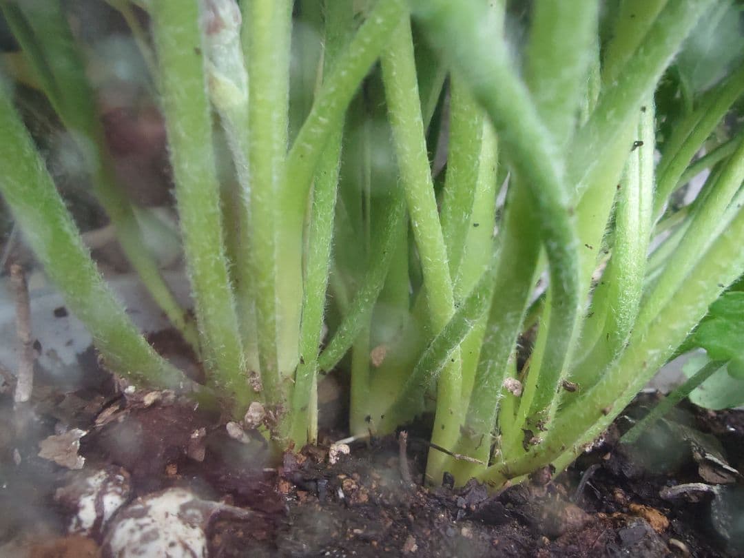 透け感ピンク ラナンキュラス 大苗 ポンポン『ハーマイオニー』１鉢　のまま発送♪