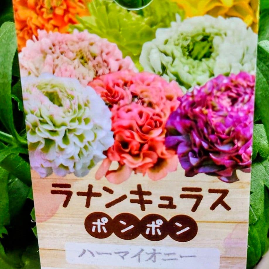 透け感ピンク ラナンキュラス 大苗 ポンポン『ハーマイオニー』１鉢　のまま発送♪