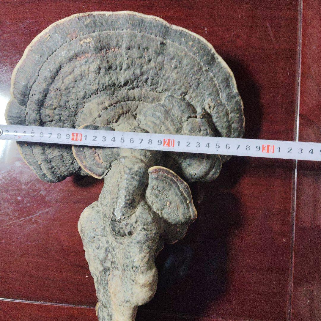 サルノコシカケ