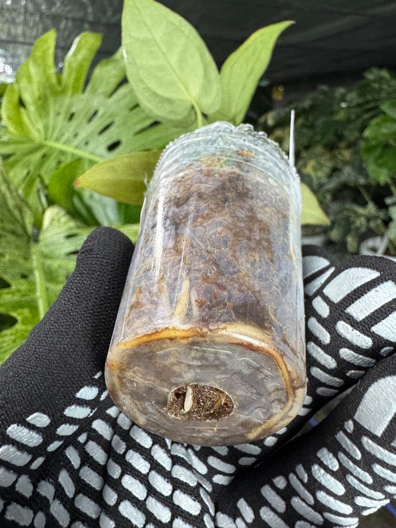 う*ー様 11ベッセアエ×デビリス×ドリームウィーバー×パピリラミナム斑入りの可