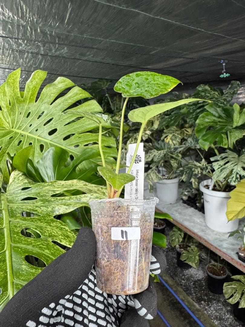 う*ー様 11ベッセアエ×デビリス×ドリームウィーバー×パピリラミナム斑入りの可