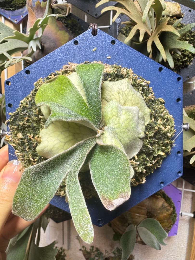 ☑*コ様 veitchii mutate ビカクシダ　斑入り？