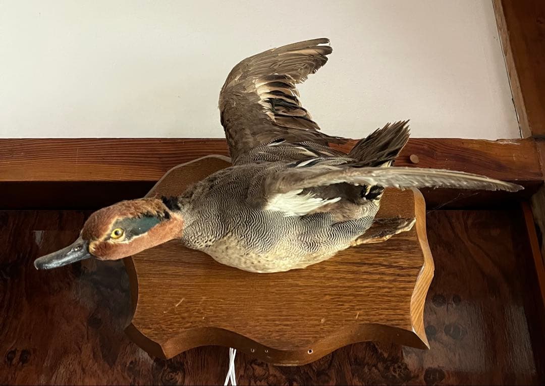 フユガモ壁飾り 剝製 置物 飾り立て本日価格
