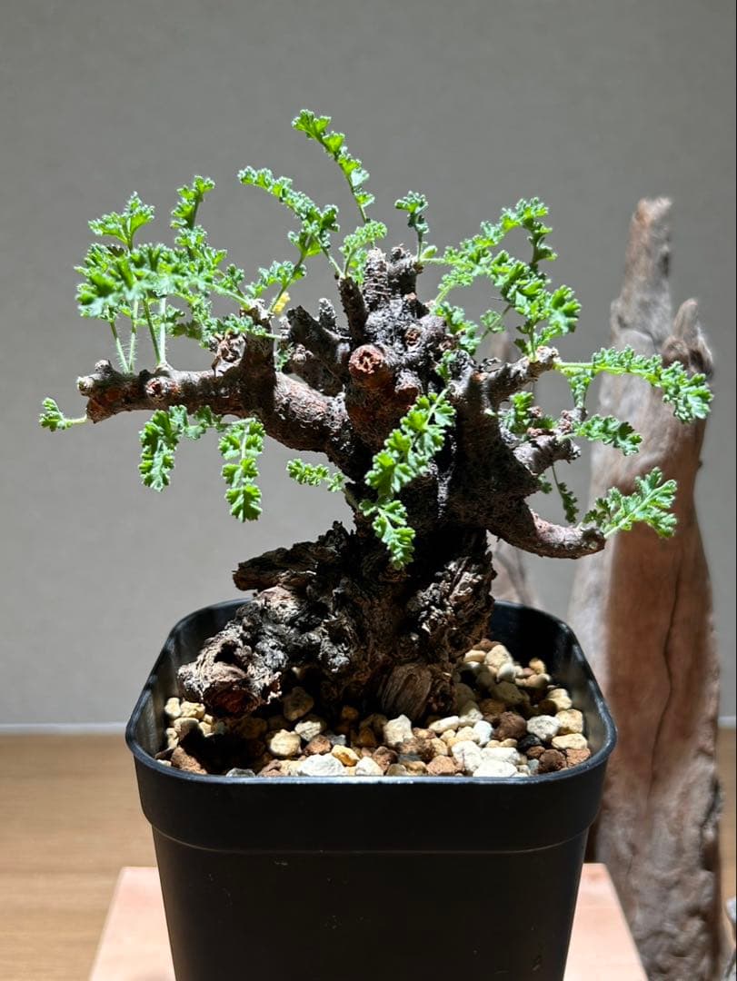 ペラルゴニウム　アルテルナンス