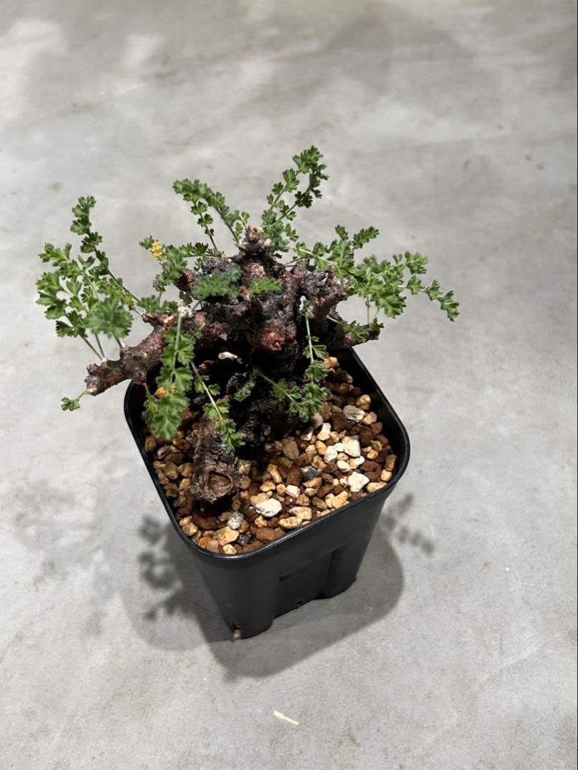 ペラルゴニウム　アルテルナンス