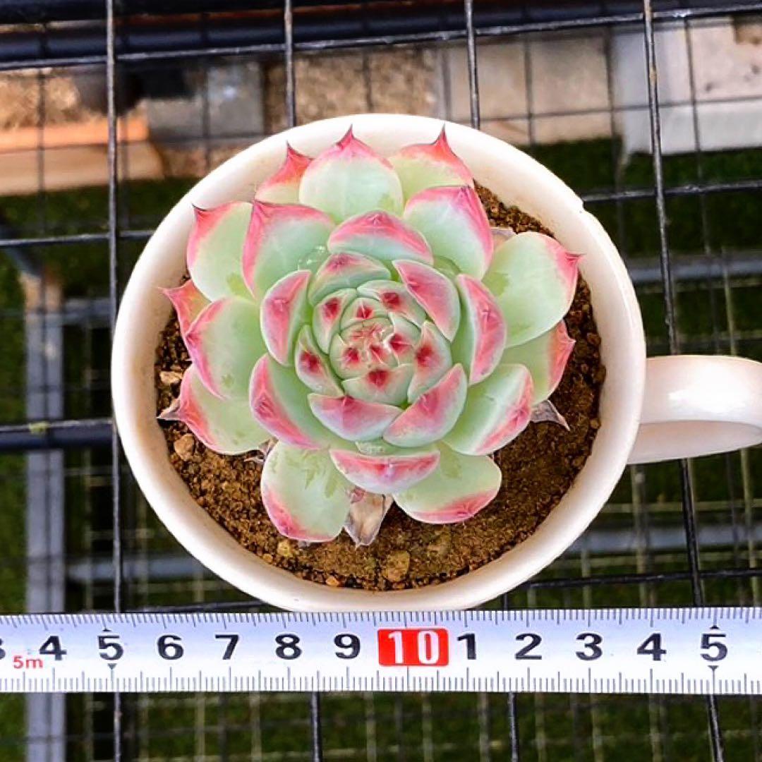 エケベリア 桃太郎　②幅7センチ