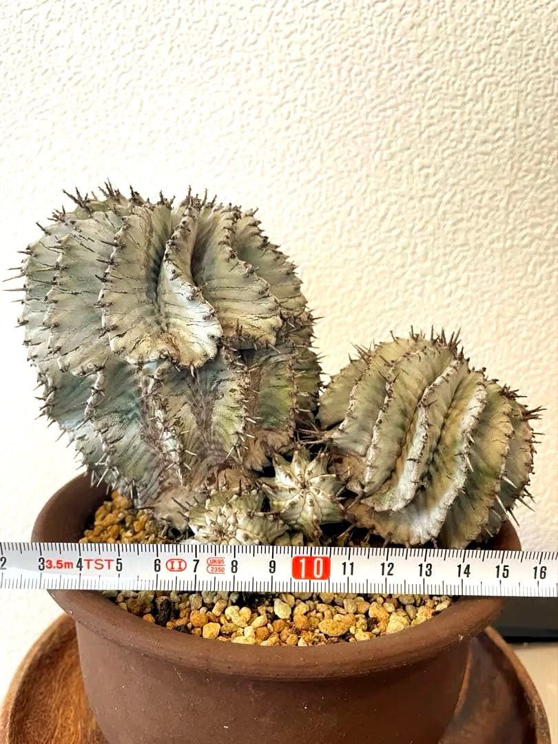 ホリダ　ストリアータ　ユーフォルビア