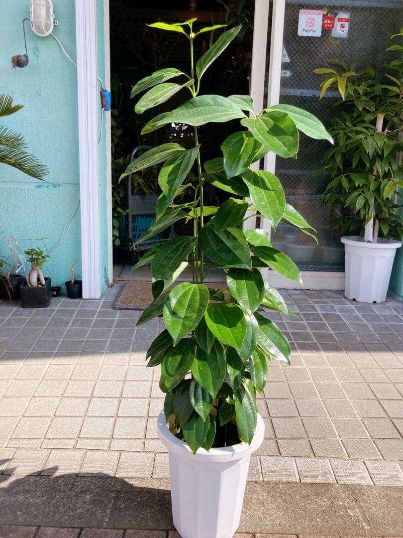 Yu様確認用　シナモンの木