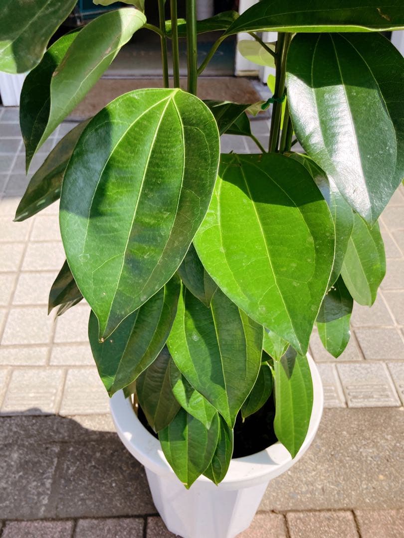 Yu様確認用　シナモンの木