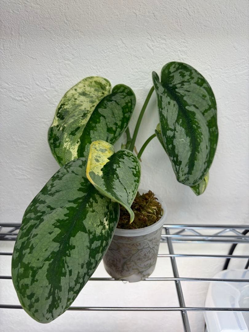 その他観葉植物 scindapsus supermoon tilung