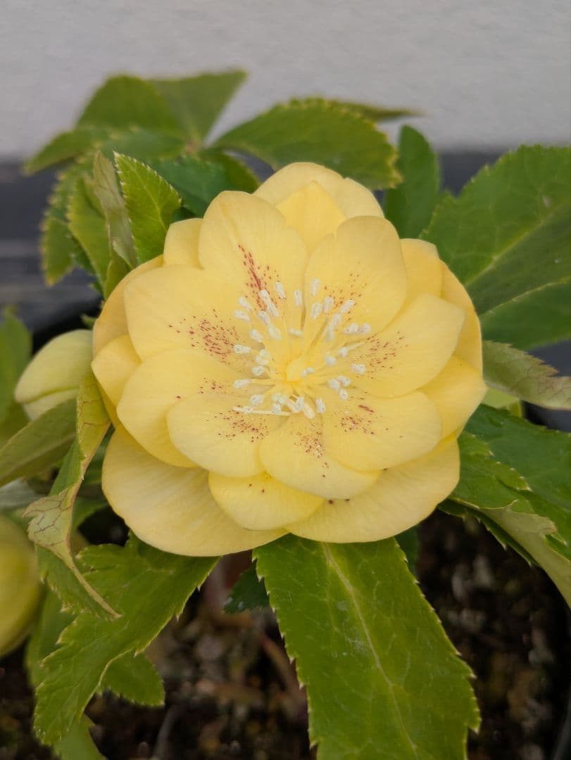 広瀬園芸 クリスマスローズ 小輪グリーンゴールド dd レッドスポット 多花性