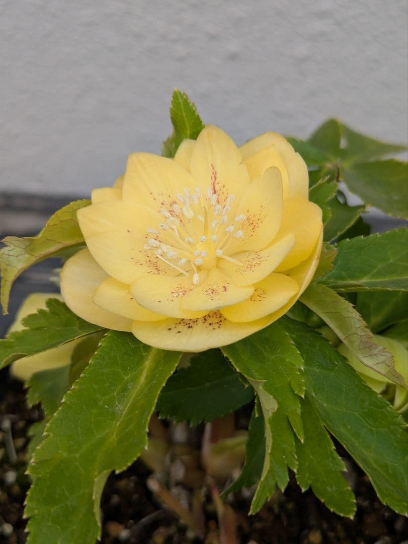 広瀬園芸 クリスマスローズ 小輪グリーンゴールド dd レッドスポット 多花性