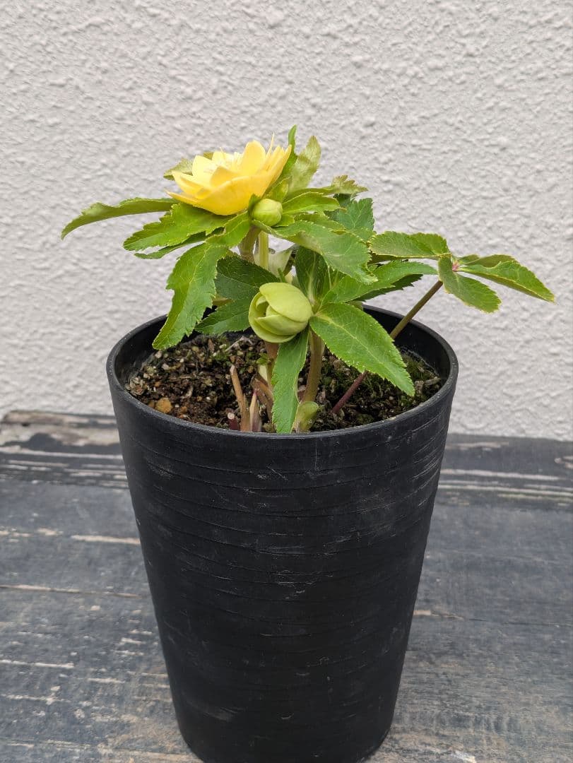 広瀬園芸 クリスマスローズ 小輪グリーンゴールド dd レッドスポット 多花性