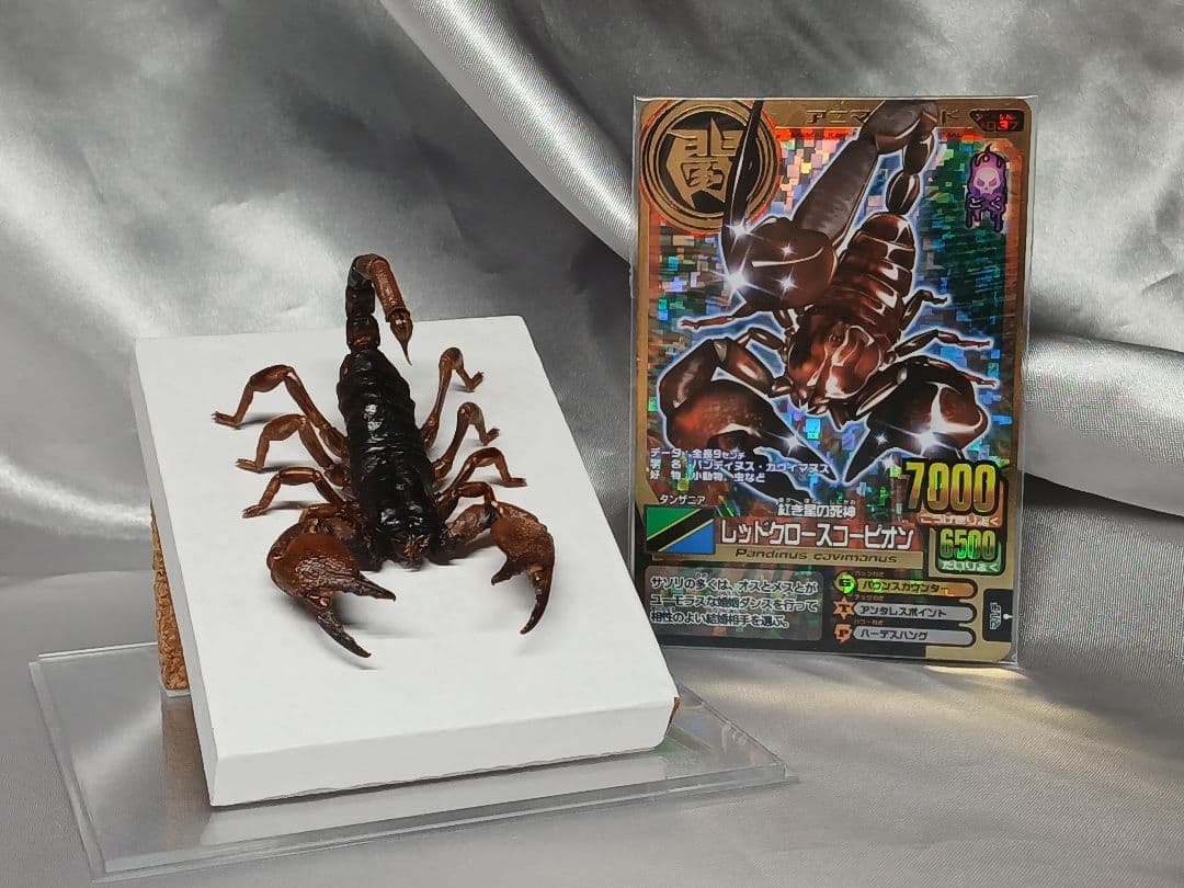 レッドクロースコーピオン　立体標本