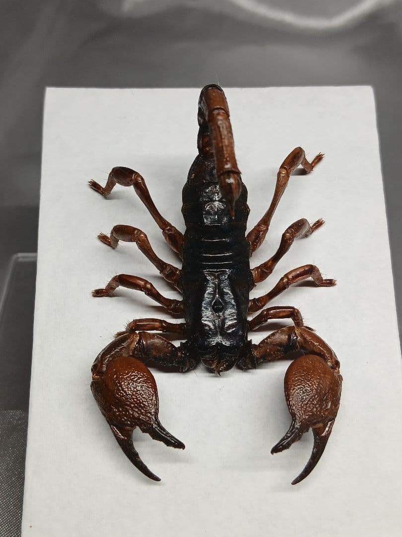 レッドクロースコーピオン　立体標本