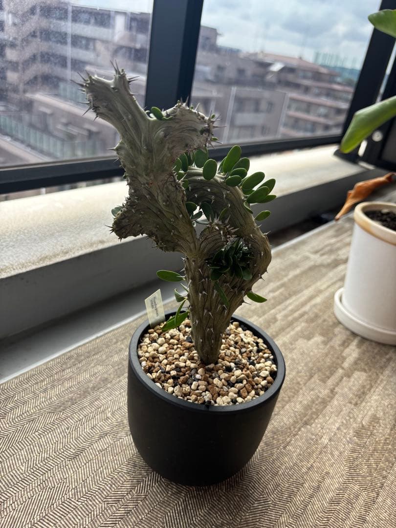 アローディア　プロセラ　綴化