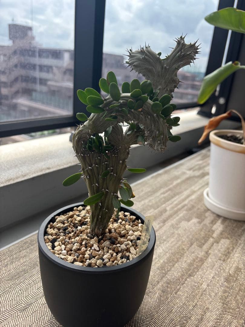 アローディア　プロセラ　綴化