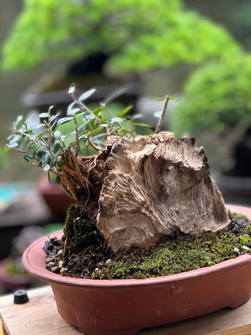 古いオリーブ盆栽