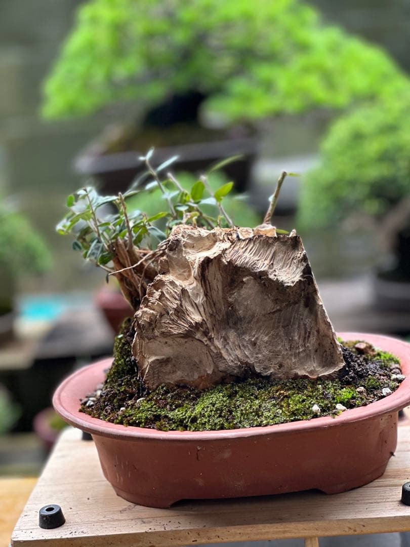 古いオリーブ盆栽