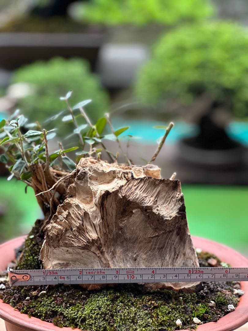 古いオリーブ盆栽