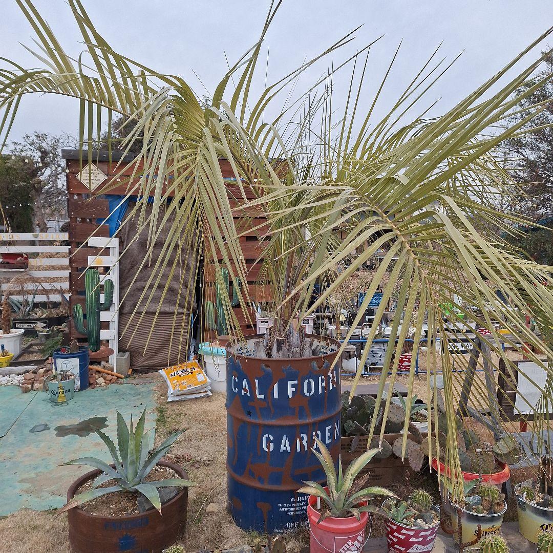 ⭕引き取り限定⭕ココスヤシ⭕ドライガーデン⭕カリフォルニアガーデン⭕