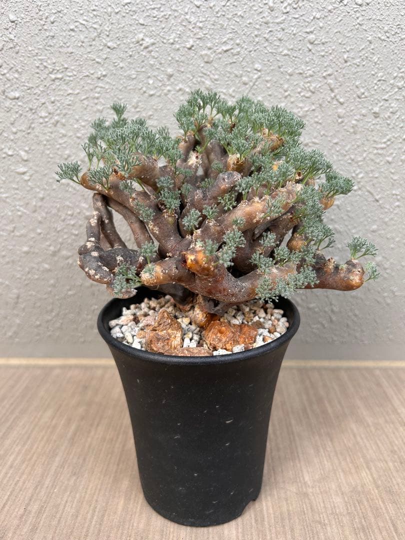 モンソニア・ムルチフィダ（現地株、発根済み、大株）