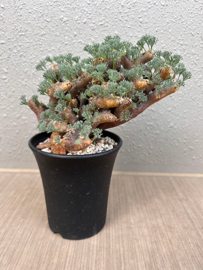 モンソニア・ムルチフィダ（現地株、発根済み、大株）