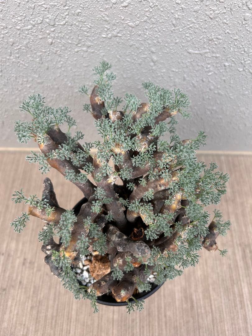 モンソニア・ムルチフィダ（現地株、発根済み、大株）