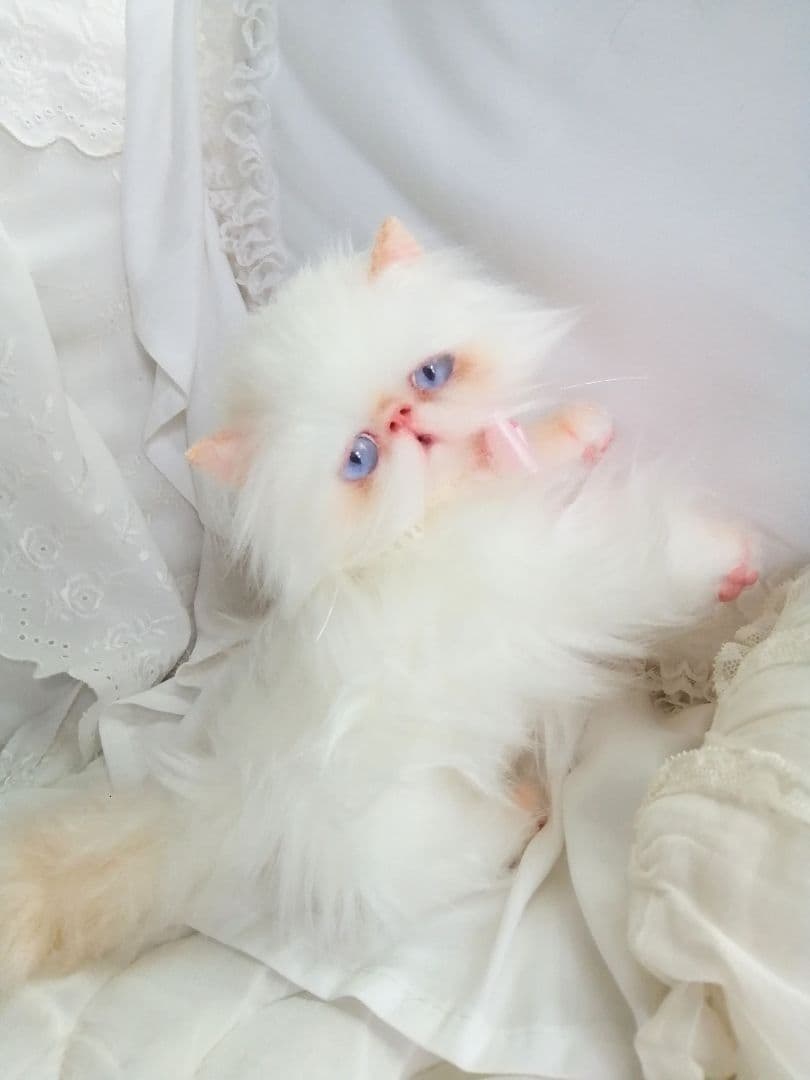 ６ヶ月♡子猫ちゃん♡エキゾチックロングヘア♡アートドール♡ぬいぐるみ♡綺麗な子♡