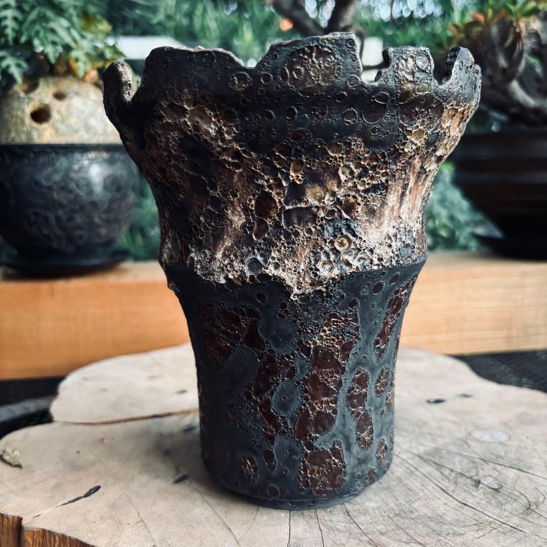 中川智治 大鉢 ロングポット 灌木 パキプス コーデックス 塊根 ユーフォルビア