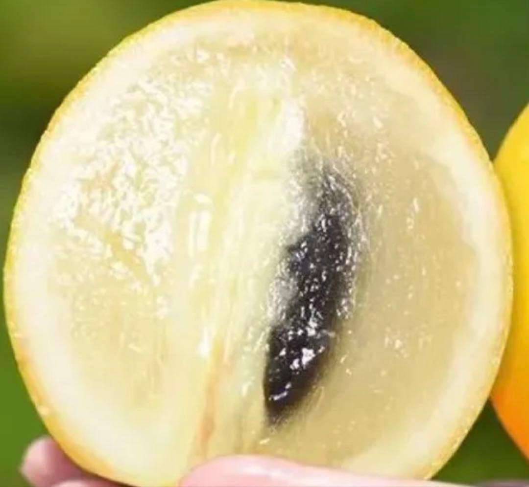 初出品！希少！台湾黄金果「大実品種」　アビウ苗木