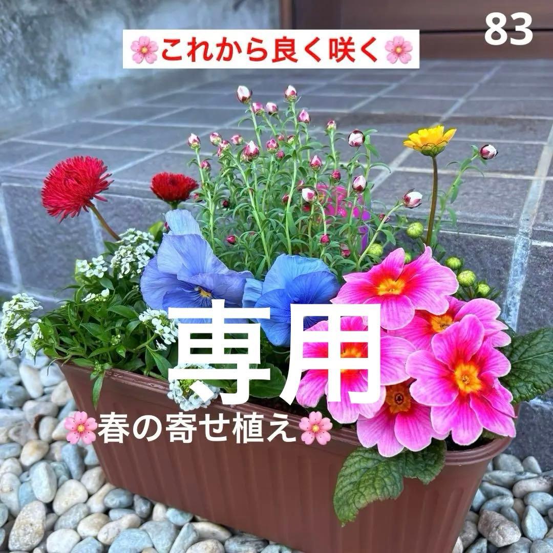 83.☆これから良く咲き☆長く楽しむ☆春の寄せ植え☆