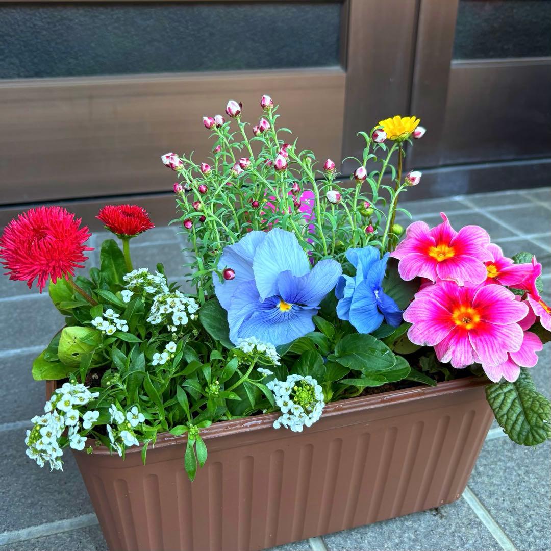 83.☆これから良く咲き☆長く楽しむ☆春の寄せ植え☆