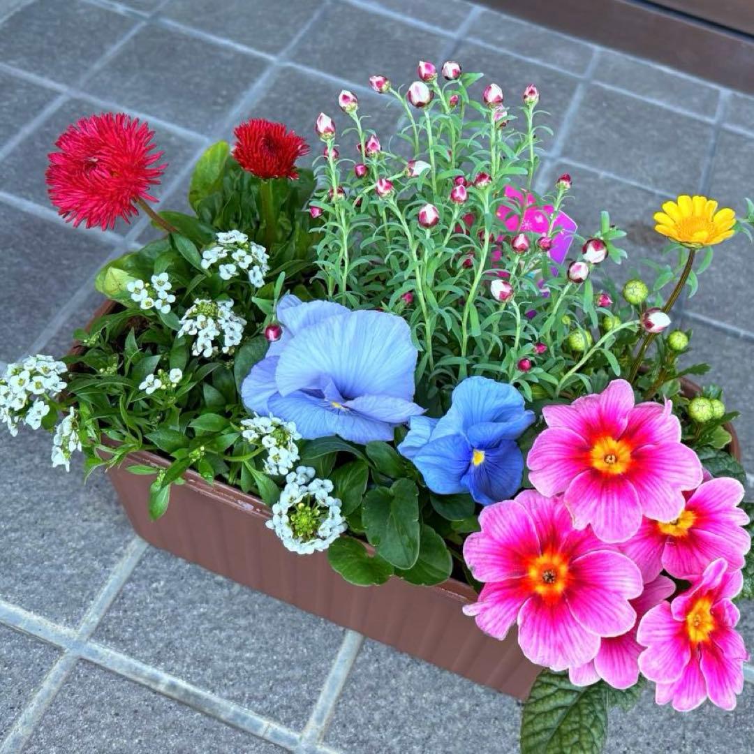 83.☆これから良く咲き☆長く楽しむ☆春の寄せ植え☆