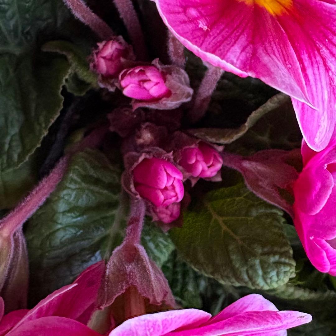 83.☆これから良く咲き☆長く楽しむ☆春の寄せ植え☆