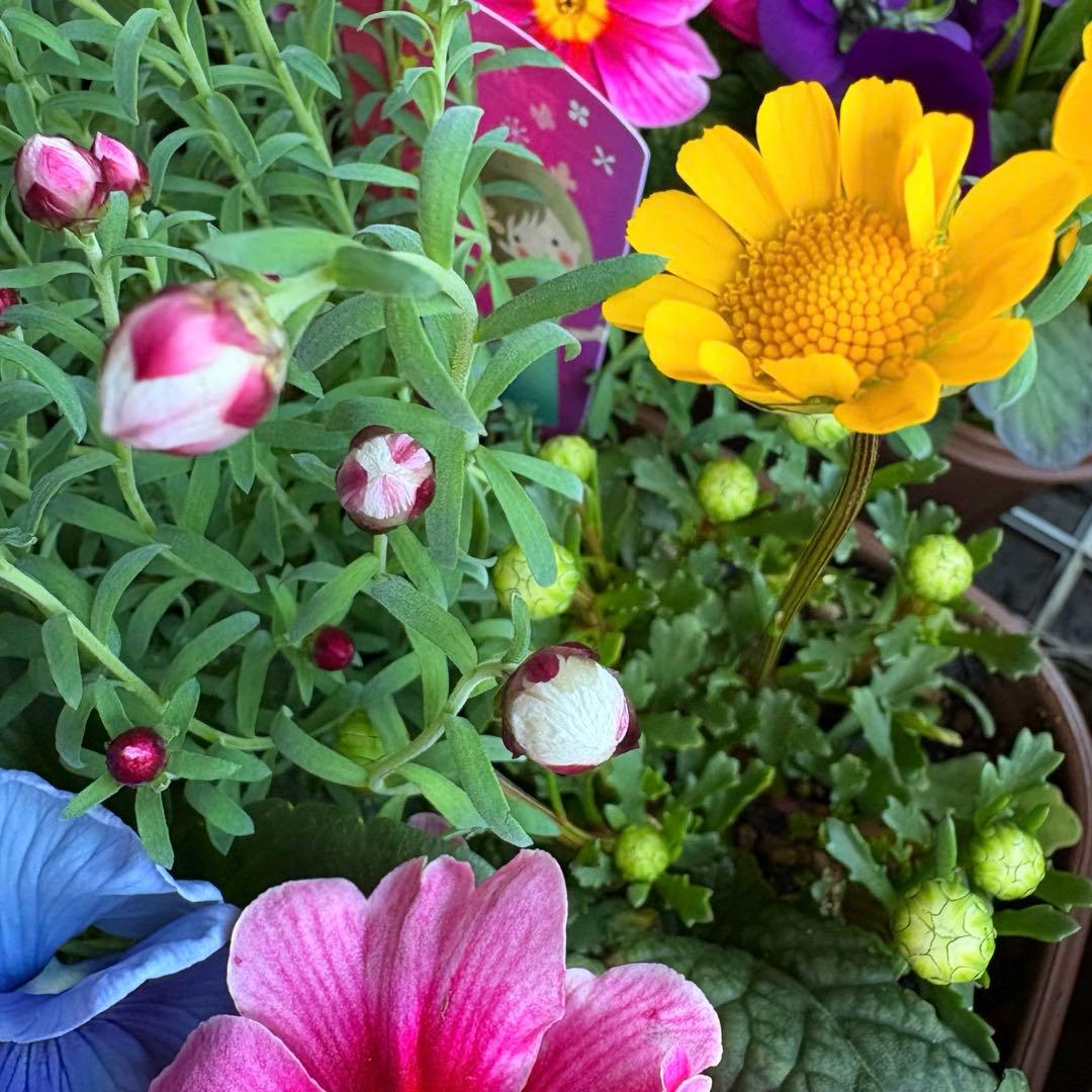 83.☆これから良く咲き☆長く楽しむ☆春の寄せ植え☆