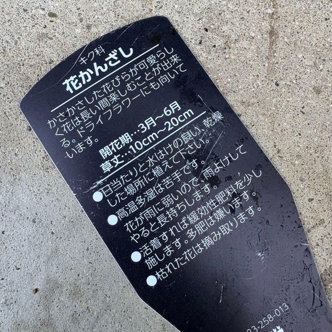 83.☆これから良く咲き☆長く楽しむ☆春の寄せ植え☆