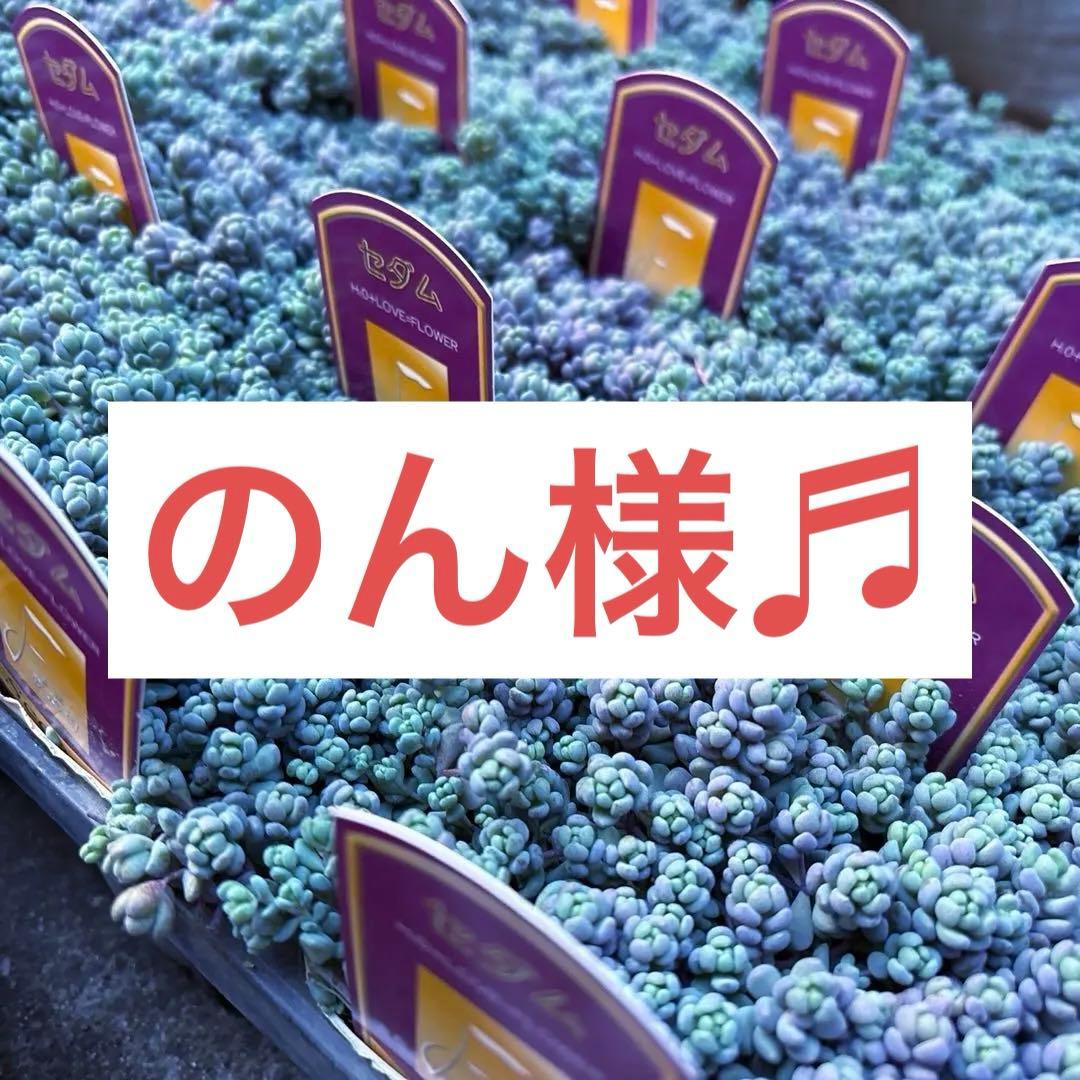 保留【のん様♬】パープルヘイズ2ポット