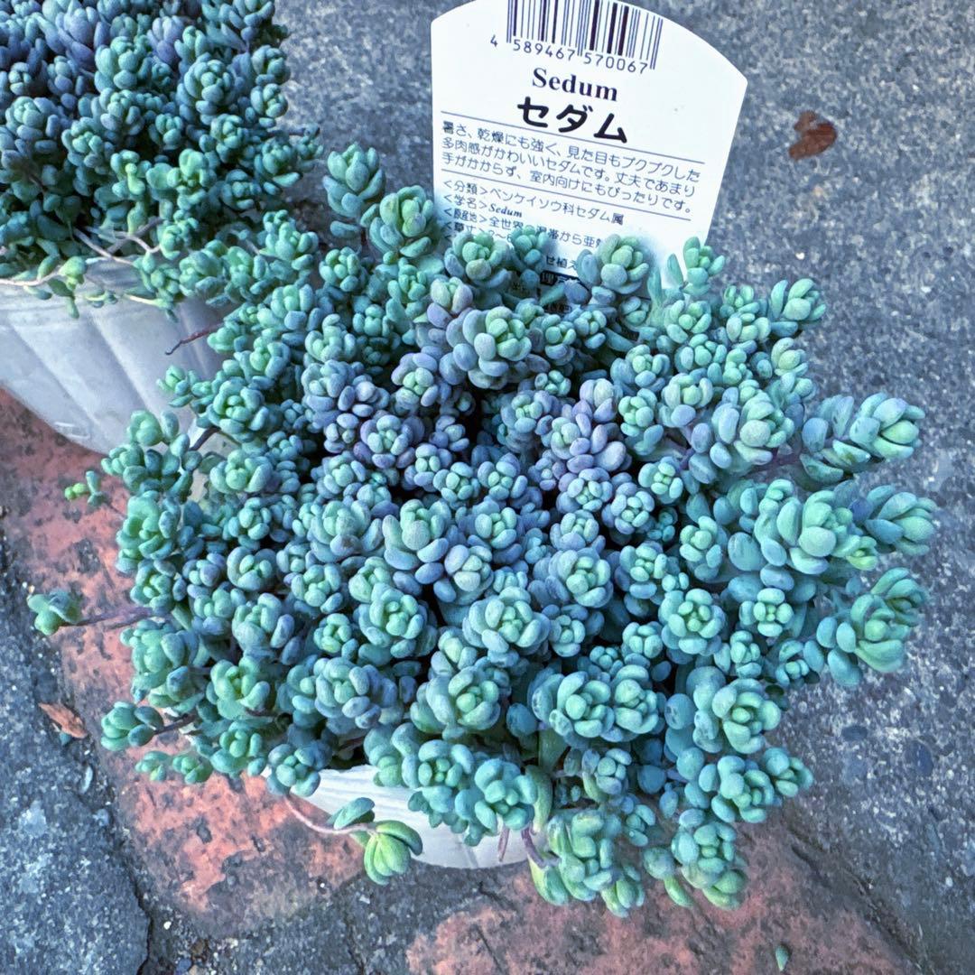 保留【のん様♬】パープルヘイズ2ポット