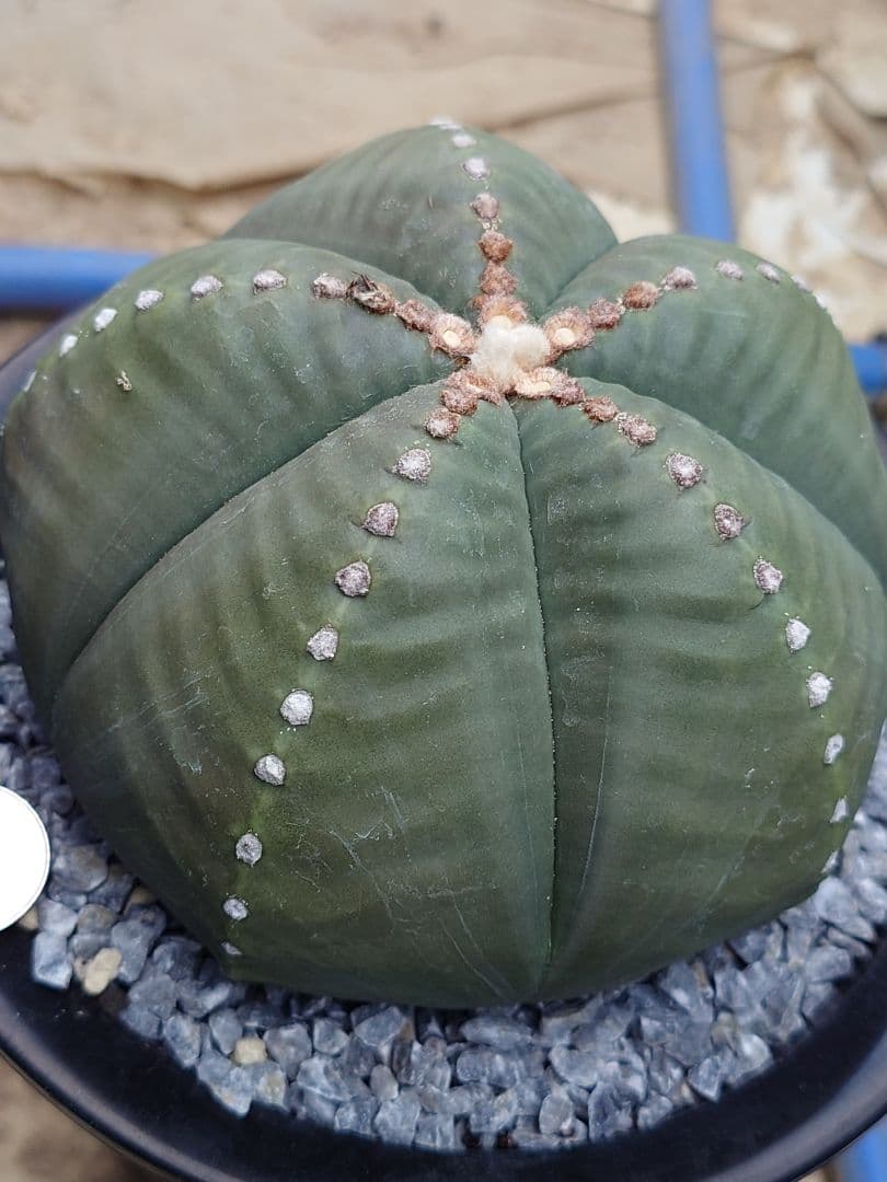 サボテン　成田丸稜碧瑠璃鸞鳳玉　実生　※鉢のまま発送