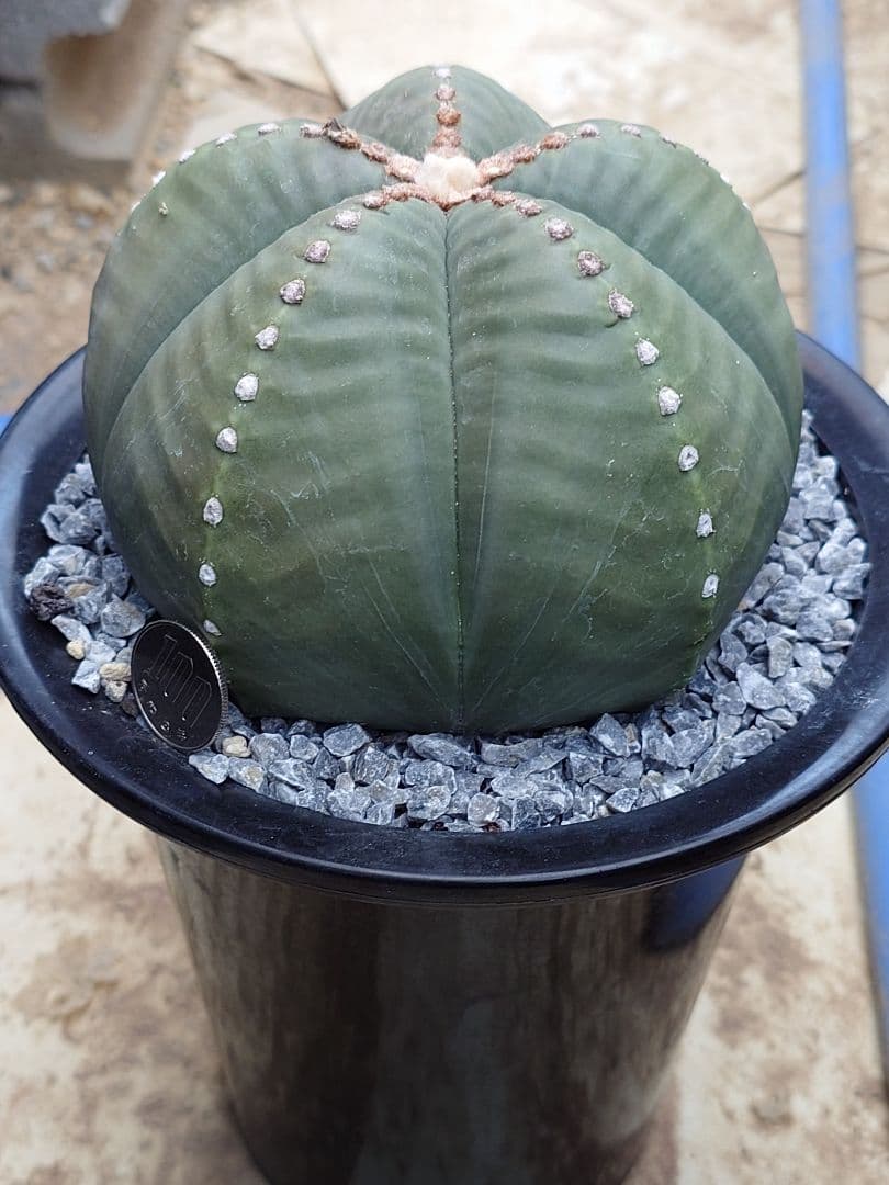 サボテン　成田丸稜碧瑠璃鸞鳳玉　実生　※鉢のまま発送