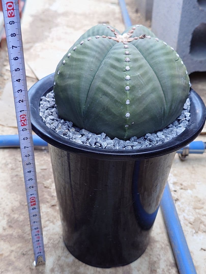 サボテン　成田丸稜碧瑠璃鸞鳳玉　実生　※鉢のまま発送