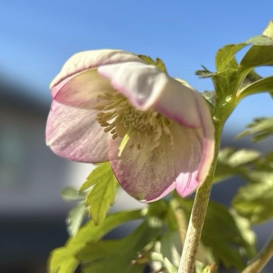 ポーセリンss 大木ナーサリー　クリスマスローズ　タグ付き　現品　開花株