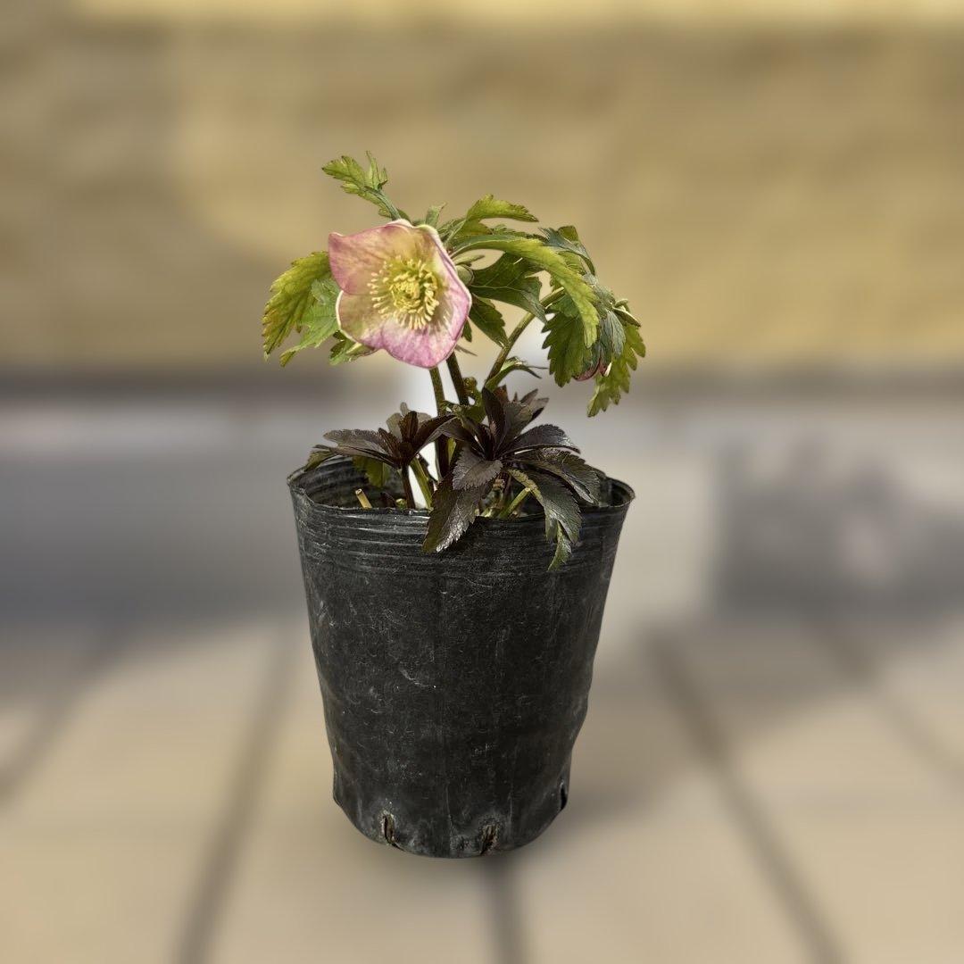 ポーセリンss 大木ナーサリー　クリスマスローズ　タグ付き　現品　開花株