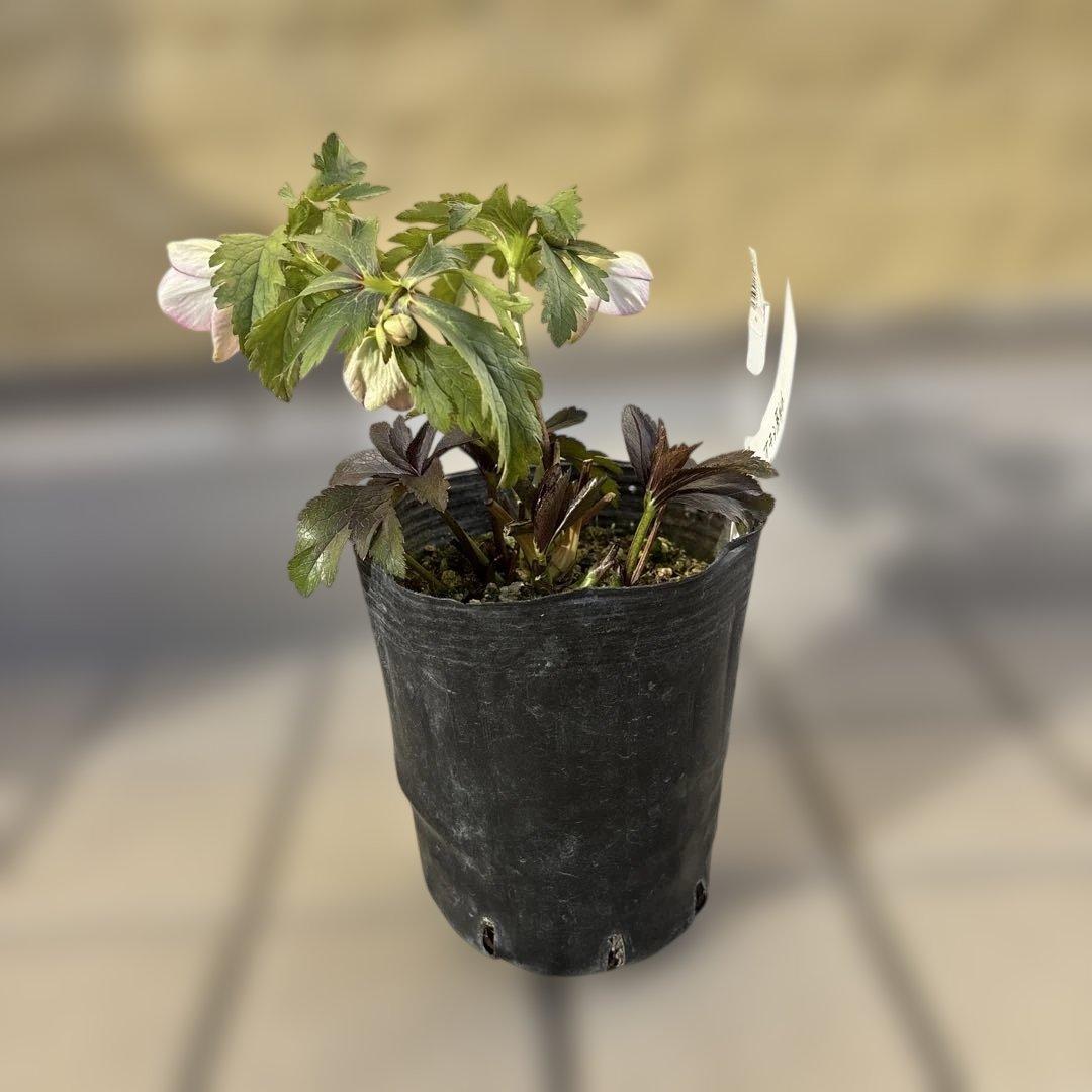 ポーセリンss 大木ナーサリー　クリスマスローズ　タグ付き　現品　開花株