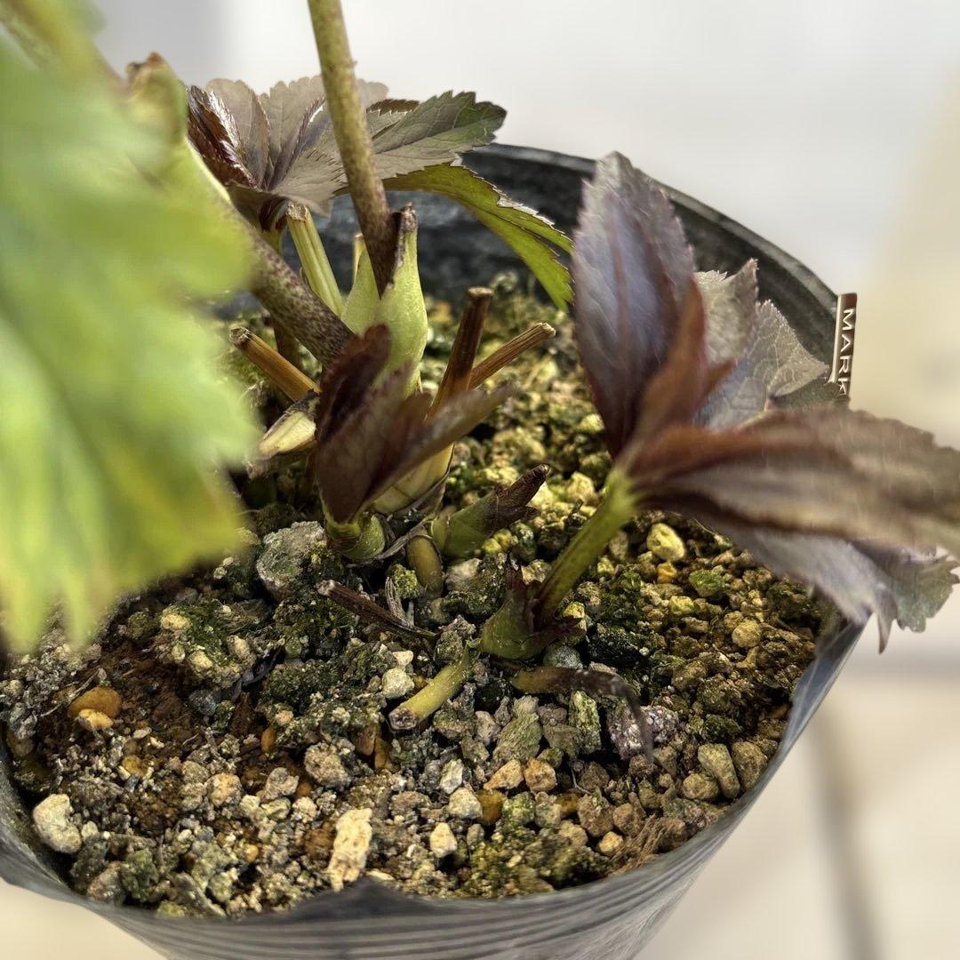 ポーセリンss 大木ナーサリー　クリスマスローズ　タグ付き　現品　開花株