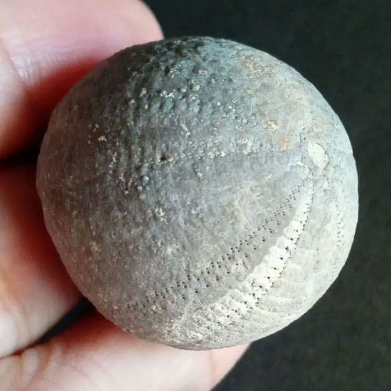 ジュラ紀　ウニ　正形類　化石標本　30mm　美麗標本　希少