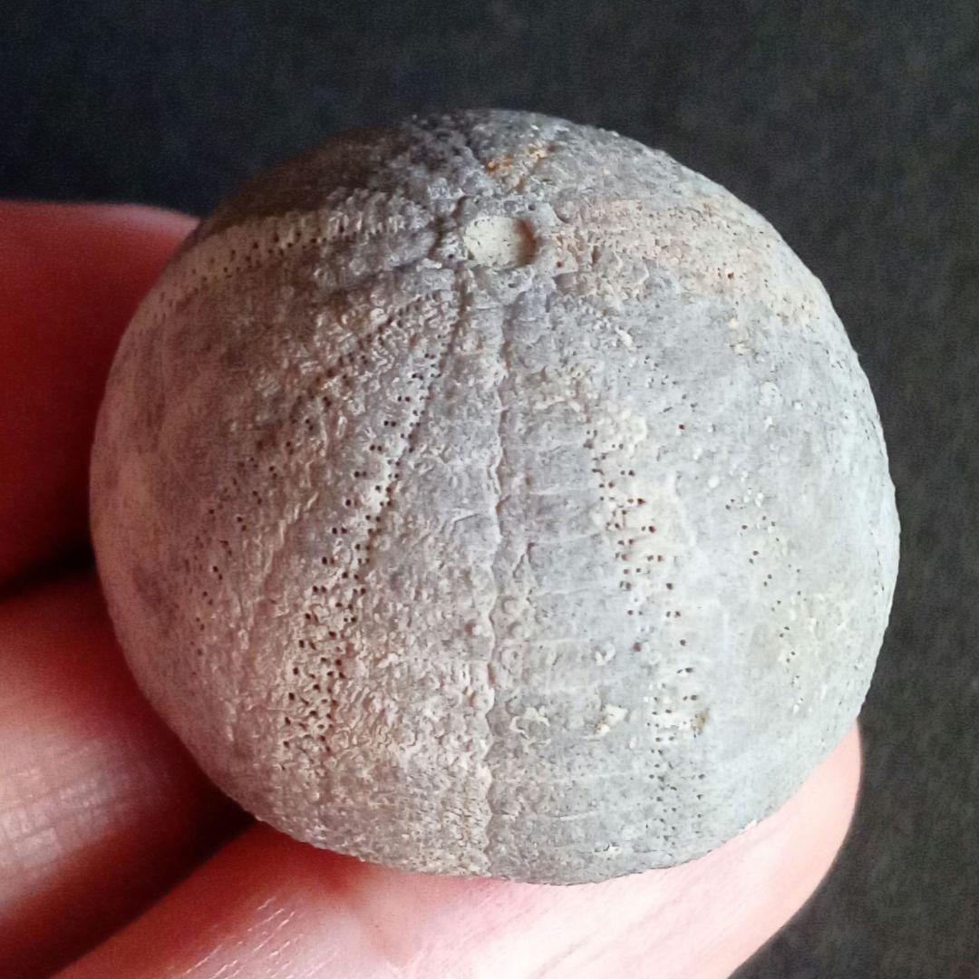 ジュラ紀　ウニ　正形類　化石標本　30mm　美麗標本　希少