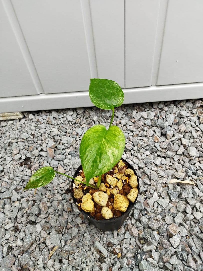 モンステラA2 デリシオーサ　ジャングルミント　鉢ごと発送